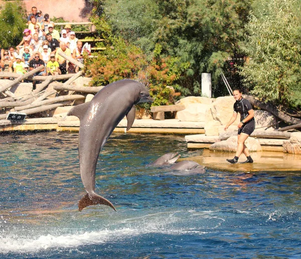 Nuremberg Alemania Agosto 2016 Delfines Con Entrenadores Identificados Haciendo Ejercicio — Foto de Stock