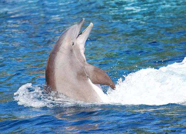 Delfín alegre jugando en las olas del océano — Foto de Stock