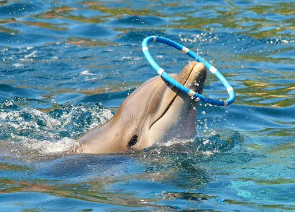 Дельфин Улыбается Играет Пластиковым Кругом Рядом Пляжем Смешное Дружелюбное Животное — стоковое фото