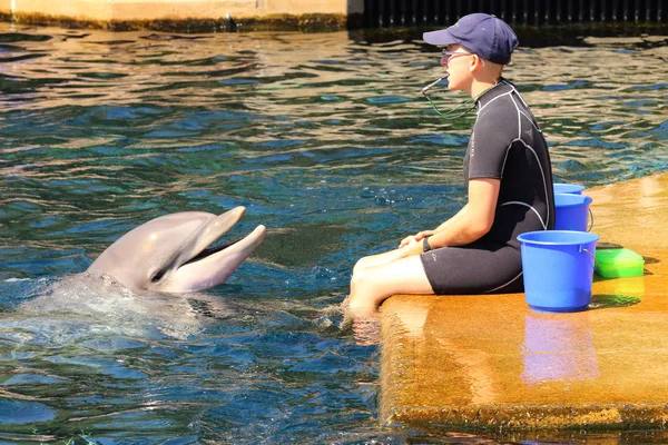 德国纽伦堡 2016年8月18日 海豚与身份不明的教练锻炼 跳跃和玩在海豚馆纽伦堡 与动物的乐趣和娱乐 — 图库照片