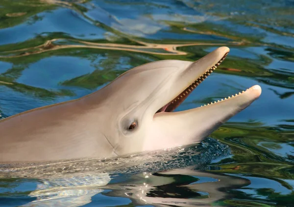 Dolphin Leende Roliga Och Vänliga Djur Hälsning Från Tropiskt Paradis — Stockfoto