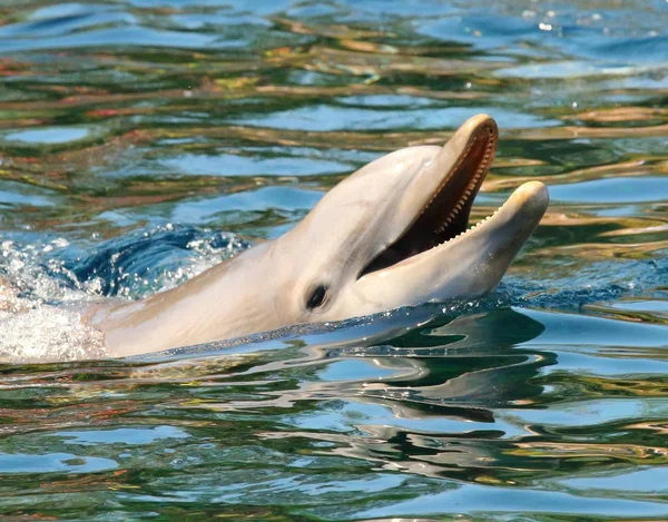 Delfín Sonriendo Animal Divertido Amigable Saludo Del Paraíso Tropical — Foto de Stock