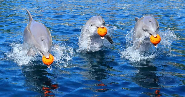 Группа Счастливых Дельфинов Прыгают Играют Мячом Голубой Лагуне Смешное Дружелюбное — стоковое фото