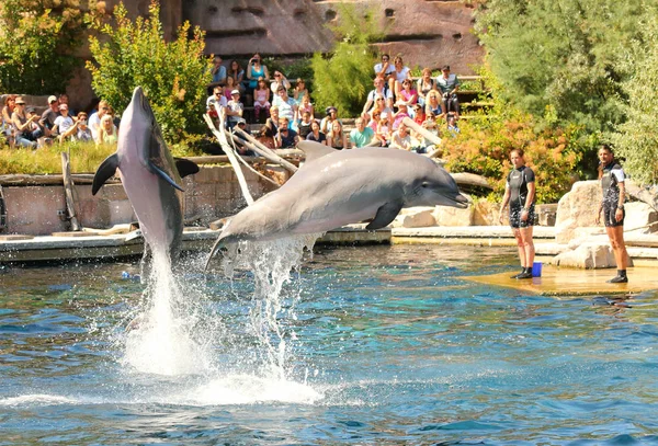 德国纽伦堡 2016年8月18日 海豚与身份不明的教练锻炼 跳跃和玩在海豚馆纽伦堡 与动物的乐趣和娱乐 — 图库照片