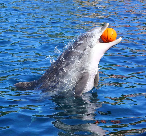 Дельфин улыбается и играет с мячом — стоковое фото