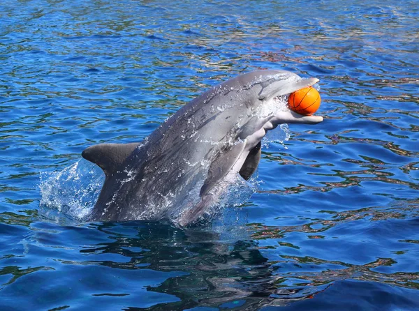 Dolphin leende och leker med boll — Stockfoto