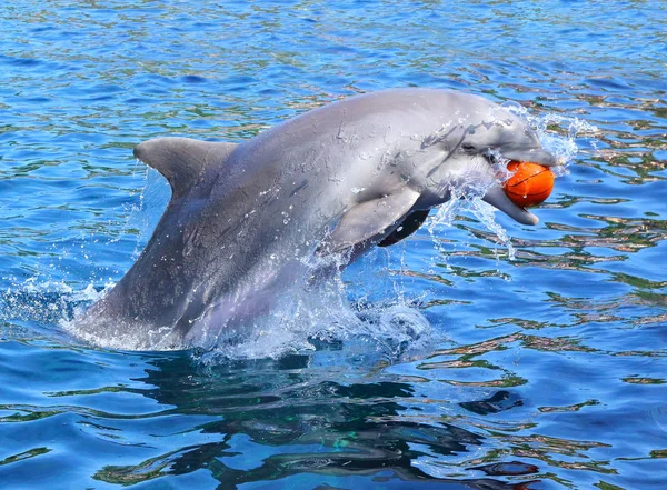 Delphin lächelt und spielt mit Ball — Stockfoto