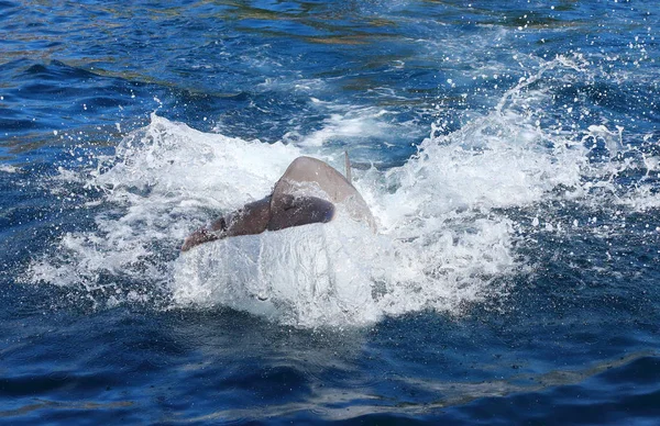 海豚在水中的尾巴飞溅 海洋生活背景 — 图库照片
