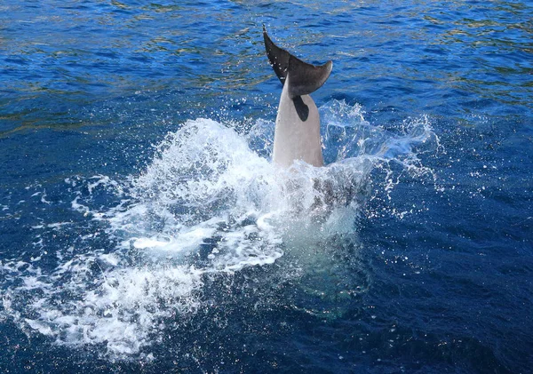 Coda Delfino Spruzzi Acqua Vita Marina Sfondo — Foto Stock