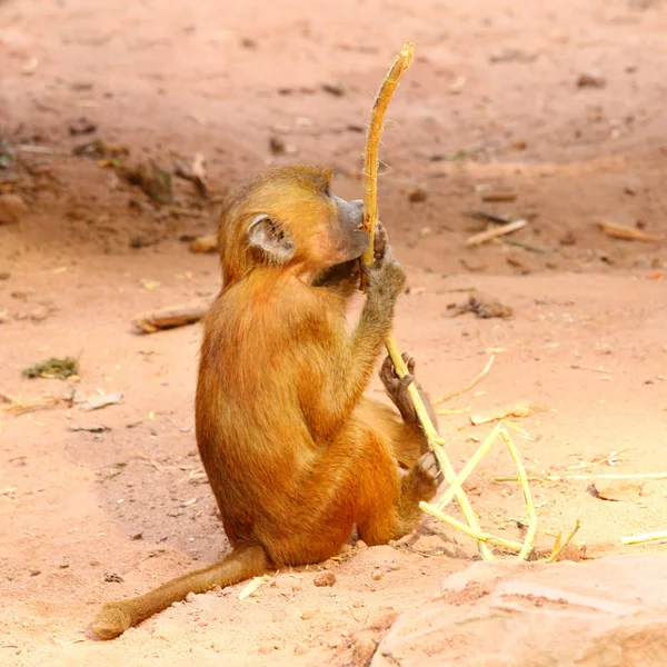 ゲラダヒヒ ビュー — ストック写真