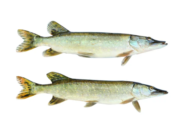 Two The Northern Pike — Stock Photo, Image