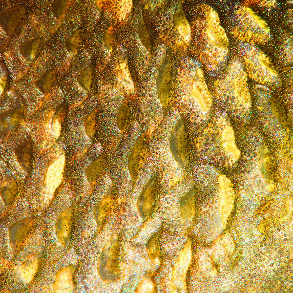 Close up of fish skin with scales