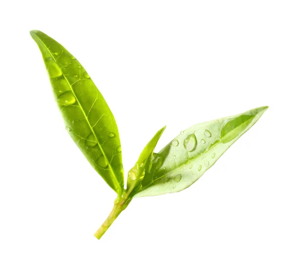 Big Green Tea Leaves White Background — Stock Photo, Image