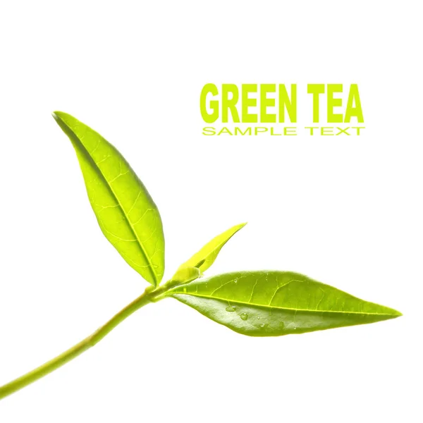 Velký Zelený Čaj Listy Bílém Pozadí — Stock fotografie