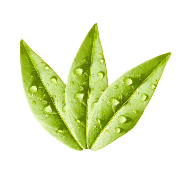Große Grüne Teeblätter Auf Weißem Hintergrund — Stockfoto