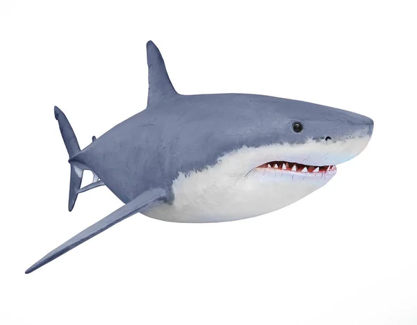 De grote witte haai - Carcharodon carcharias geïsoleerd op wit. — Stockfoto
