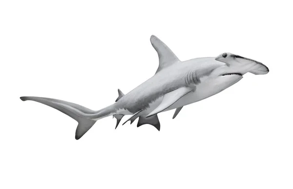 Wielki rekin młot na białym tle. — Zdjęcie stockowe
