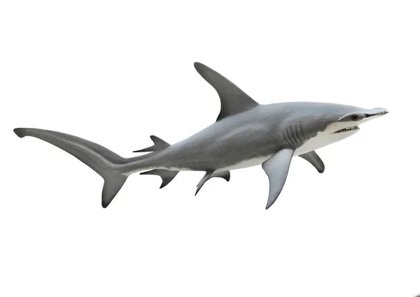 Beyaz izole büyük çekiç köpekbalığı. — Stok fotoğraf