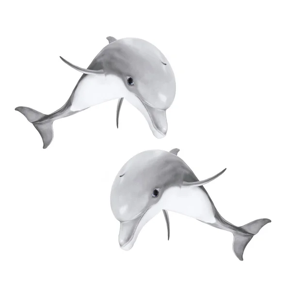 Delfín nariz de botella saltando — Foto de Stock