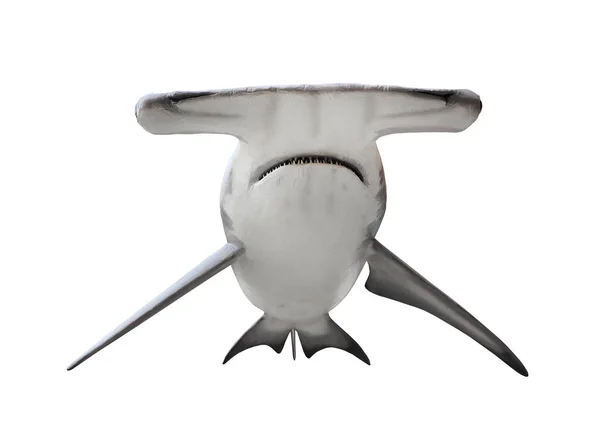 Velký Žralok kladivoun izolované na bílém. — Stock fotografie