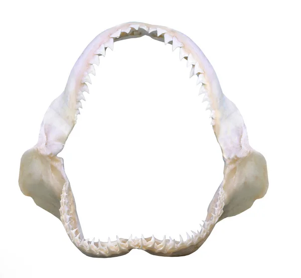 흰색 절연 황소 상어의 턱. — 스톡 사진