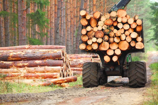 Holzfäller mit modernem Harvester bei der Arbeit im Wald. — Stockfoto