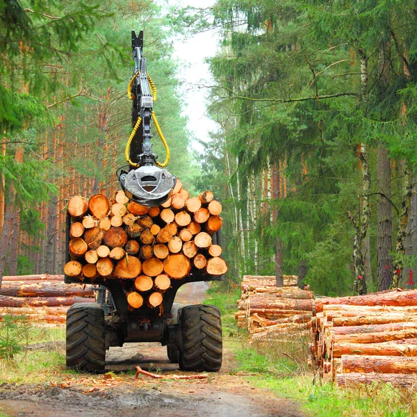Lumberjack com colheitadeira moderna trabalhando em uma floresta . — Fotografia de Stock