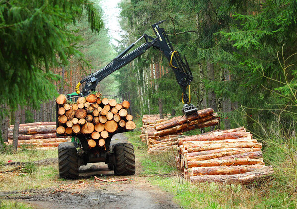 Lumberjack with modern harvester working in a forest.