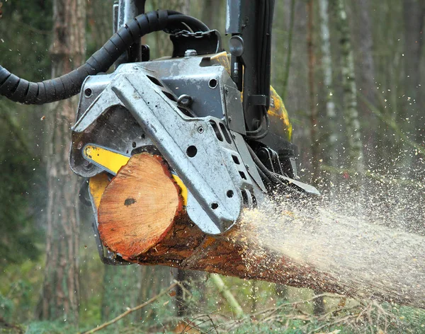 Der Harvester bei der Arbeit im Wald. — Stockfoto