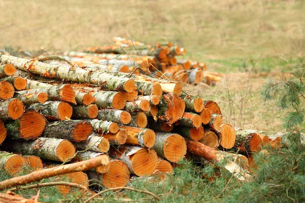 Baumstämme Wald Fällen Brennholz Natur — Stockfoto