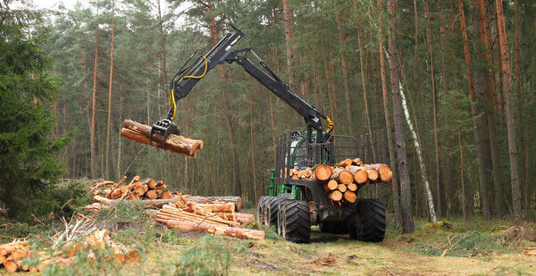 The harvester working in a forest.
