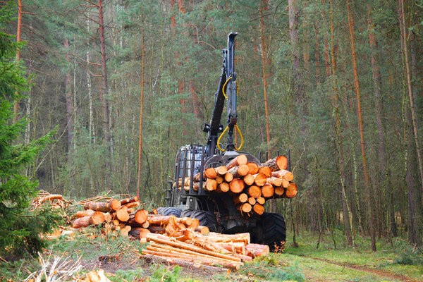 The harvester working in a forest.
