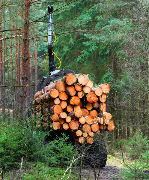 A betakarító egy erdőben dolgozik. — Stock Fotó