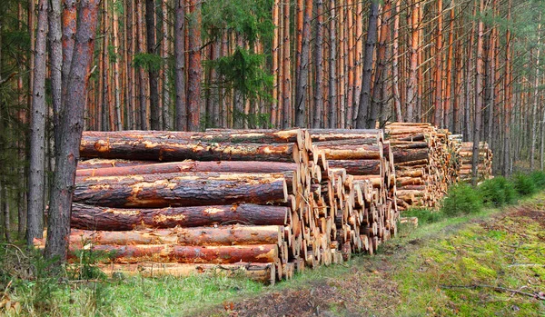 Gesneden Logboeken Het Forest Brandhout Natuur — Stockfoto