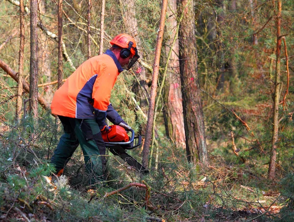 Der Holzfäller bei der Arbeit im Wald. — Stockfoto