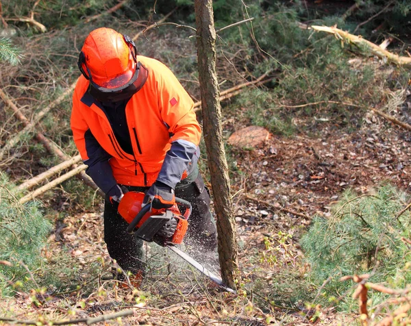 Bir ormanda çalışan oduncu.
