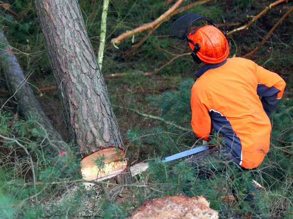 O lenhador que trabalha em uma floresta . — Fotografia de Stock