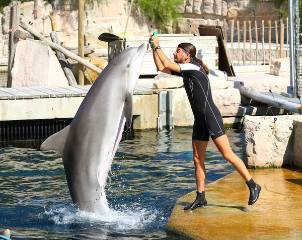 Nürnberg Németország Augusztus 2016 Delfinek Azonosítatlan Oktatók Gyakorlása Ugrás Játszik Stock Kép
