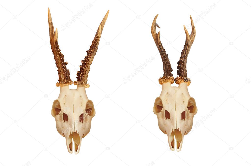 The European roe deer Capreolus capreolus skull with antlers isolated on white background. Hunting trophy prepared for exhibition.