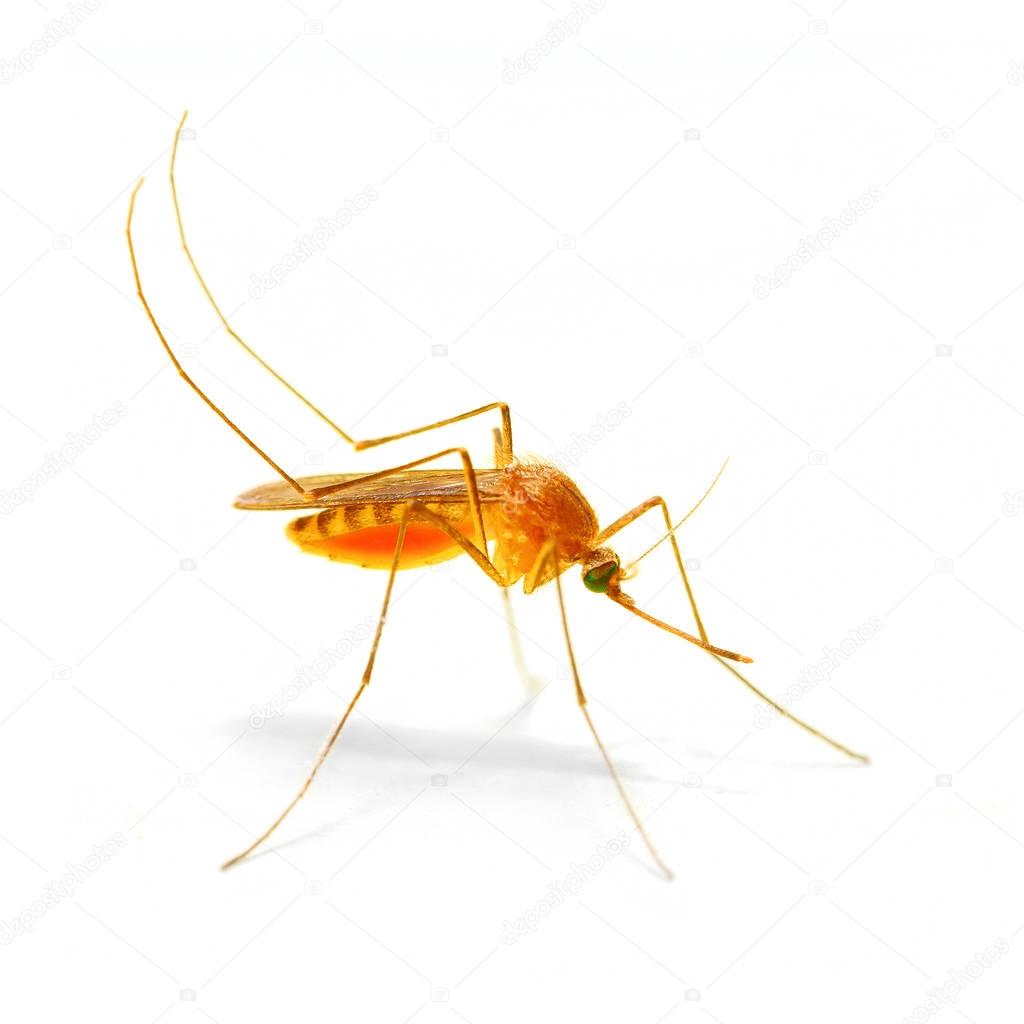 Anopheles mosquito isolated on white background.