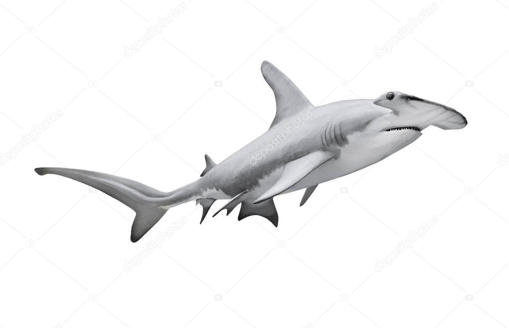 The Great Hammerhead Shark isolated on white.