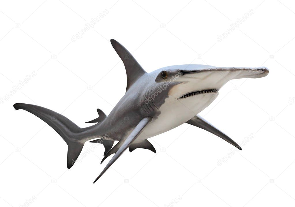 The Great Hammerhead Shark isolated on white.