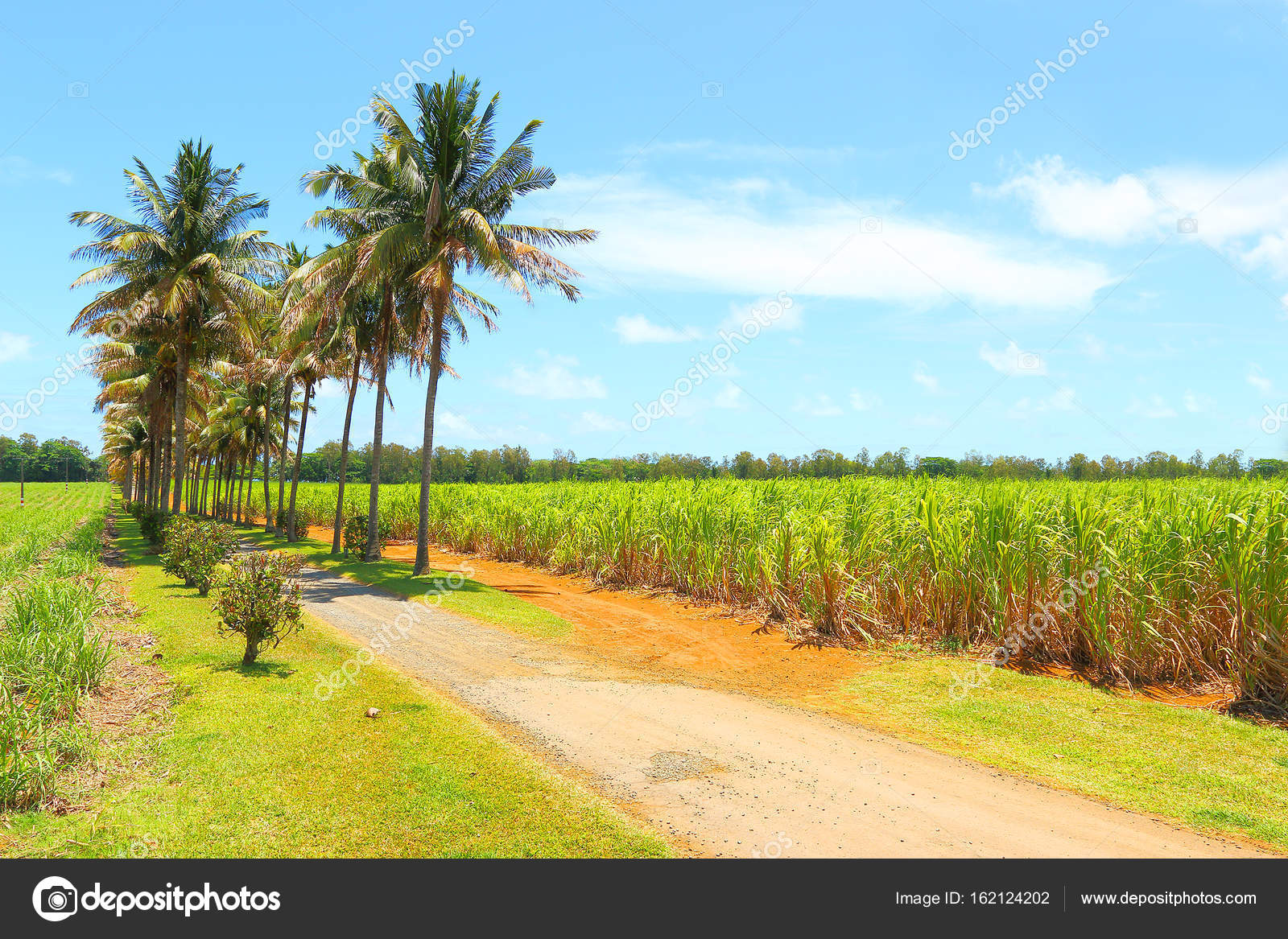 Coconut Trees Plantation Sugar Cane Mauritius Island Stock Photo by