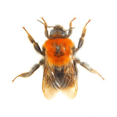 Bumblebee veya Bumble Bee