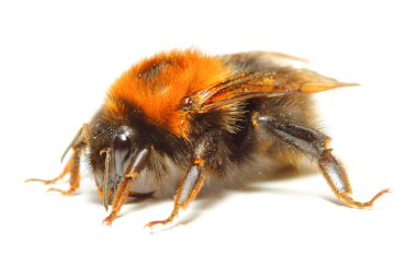 Bumblebee veya Bumble Bee