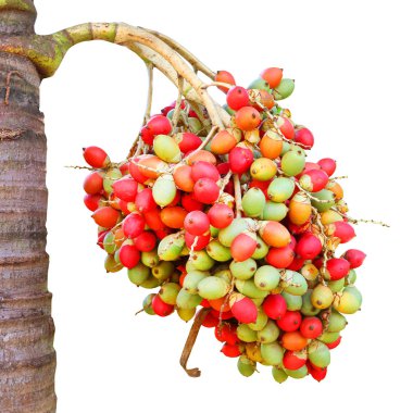 Areca catechu fındık 