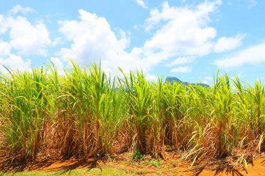 Mauritius Adası tropik iklimde şeker kamışı ekimi