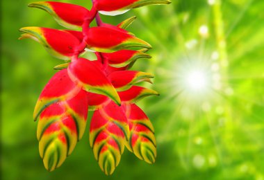 Heliconia rostrata orkide.