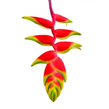 Heliconia rostrata orkide.