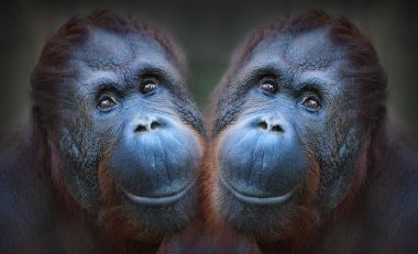Bir eğlence ve bir selfie alarak iki orangutans var